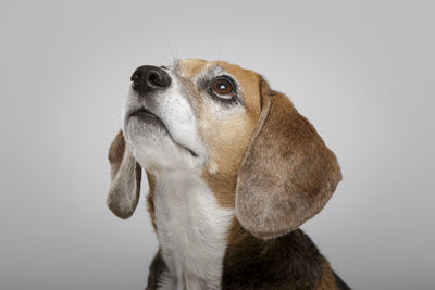 Close-up of a dog over white background