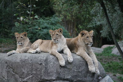 View of young lion relaxing on rock against trees