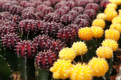 Close-up of yellow flowering plants