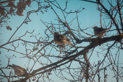 Low angle view of bird perching on tree