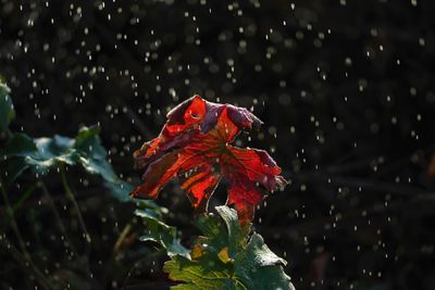 Close-up of wet red leaves on plant during rainy season