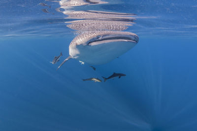 People swimming in sea