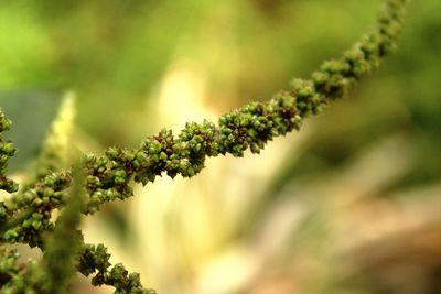 Close-up of fresh green plant