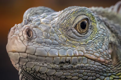 Close-up of chameleon