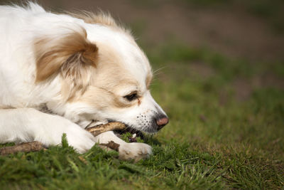 Close-up of dog resting on field