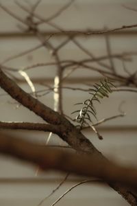 Close-up of dry plant on branch