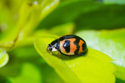 Close-up of ladybug on leaf