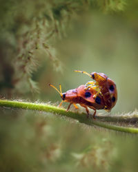 Close-up of ladybugs mating on plant