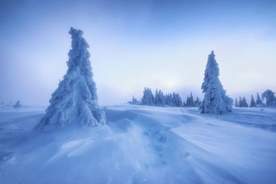 Trees on snow covered landscape against blue sky