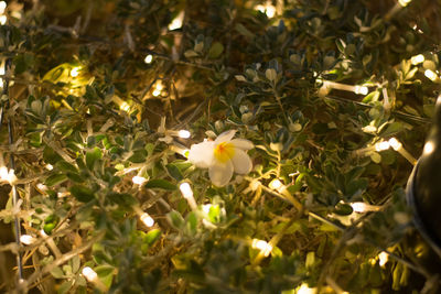Close-up of flowers blooming on tree