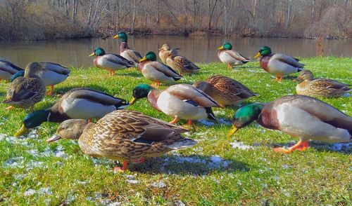 Ducks in lake