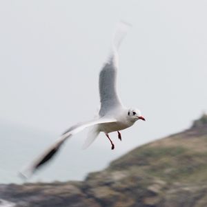 Seagull flying over water