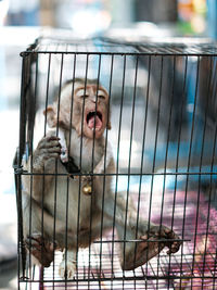 Close-up of monkey in cage.