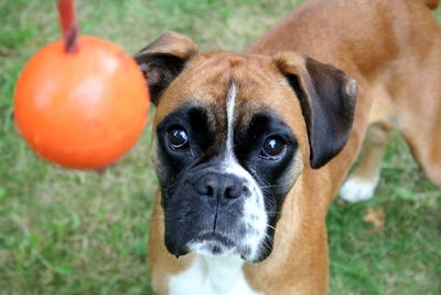 Close-up of dog looking at orange toy while standing on field