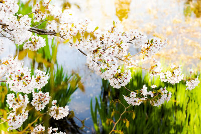 Close-up of white cherry blossoms in spring