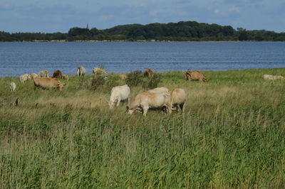 Cows in a field