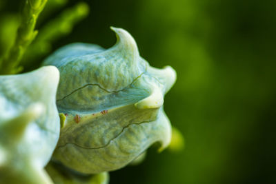 Close-up of flower