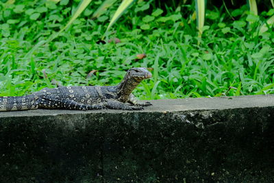 Side view of a reptile on field