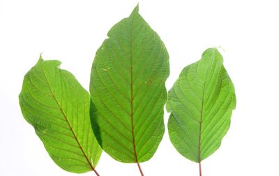 Close-up of leaves against white background