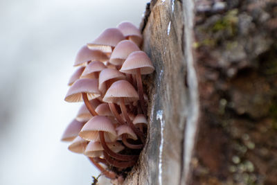 Close-up of mushrooms growing on tree trunk