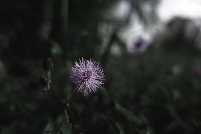 Close-up of thistle blooming outdoors