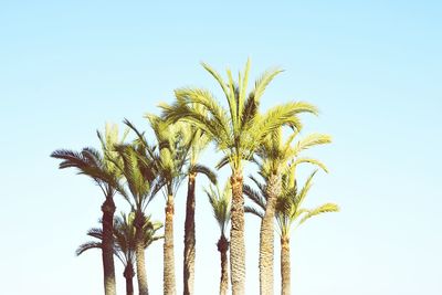 Low angle view of palm tree against clear sky