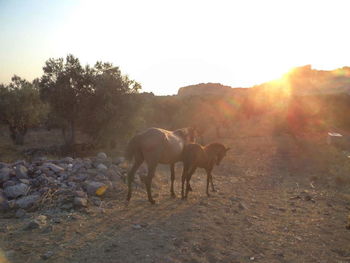 Horses grazing on field