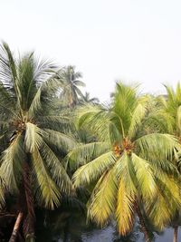 Low angle view of palm trees against sky