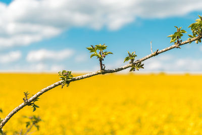 Close-up of yellow flowering plant on field against sky