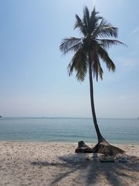 Palm tree on beach against clear sky