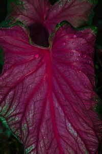 Close-up of leaves