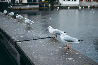 Seagulls perching on a water