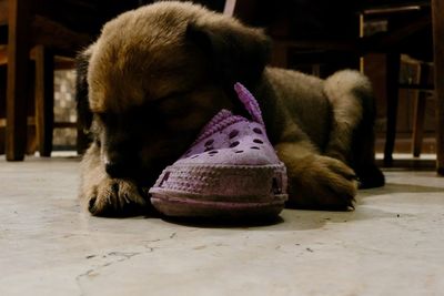 Close-up of dog sleeping on floor at home