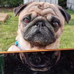 Close-up portrait of dog