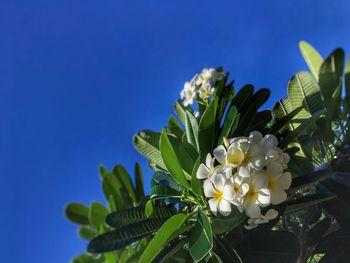 Close-up of blue flowers blooming outdoors