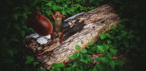 View of lizard on tree trunk in forest