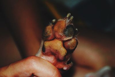 Cropped hand of person holding jack russell terrier paw