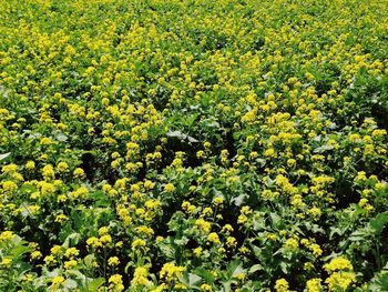 Full frame shot of flowering plants on field