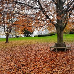 Trees in park during autumn