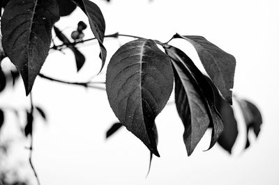 Close-up of leaves on white background