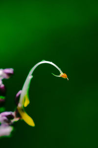 Close-up of green insect on plant