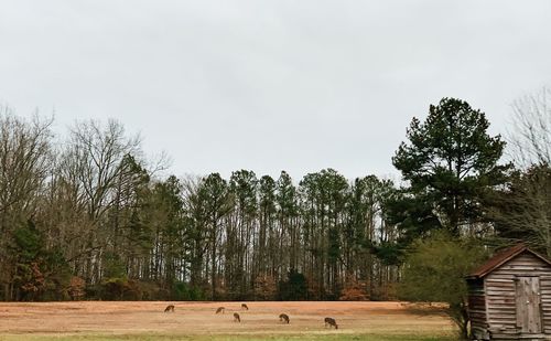 View of horse on field against sky