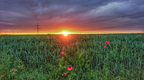 Scenic view of field against sky during sunset