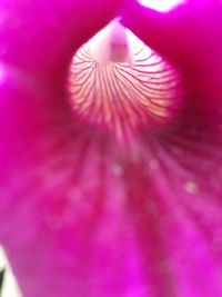 Macro shot of pink flower