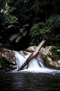 Scenic view of waterfall in forest