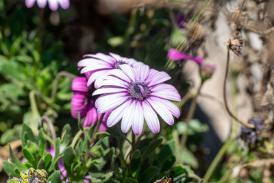 Close-up of pink flowering plants on field