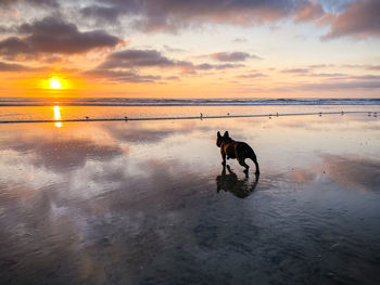 Dog on beach against sky during sunset