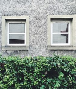 Plants growing by windows on building 