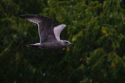 Low angle view of a bird flying