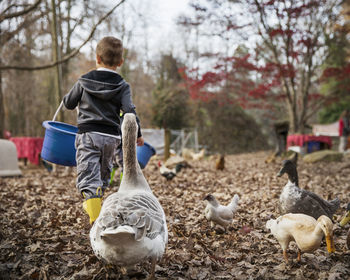 Boy feeding ducks